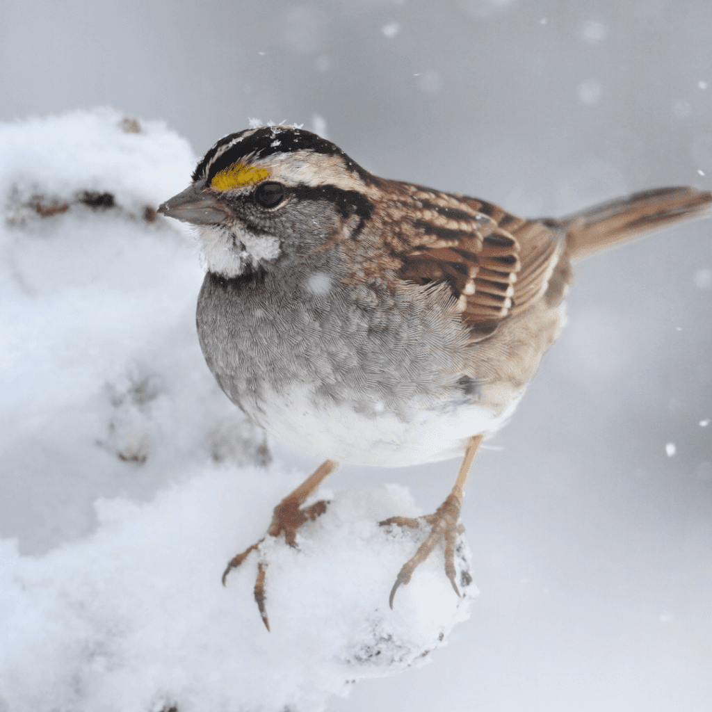 why-do-birds-puff-up-expert-reason-why-happy-birding