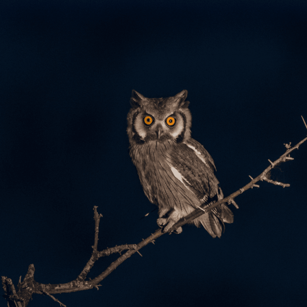 Do Birds Fly At Night? Is It Just Owls? (Full Research) - Happy Birding