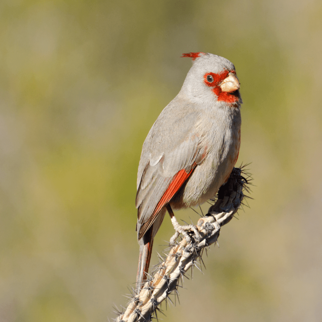 19+ What Color Is Cardinal Eggs