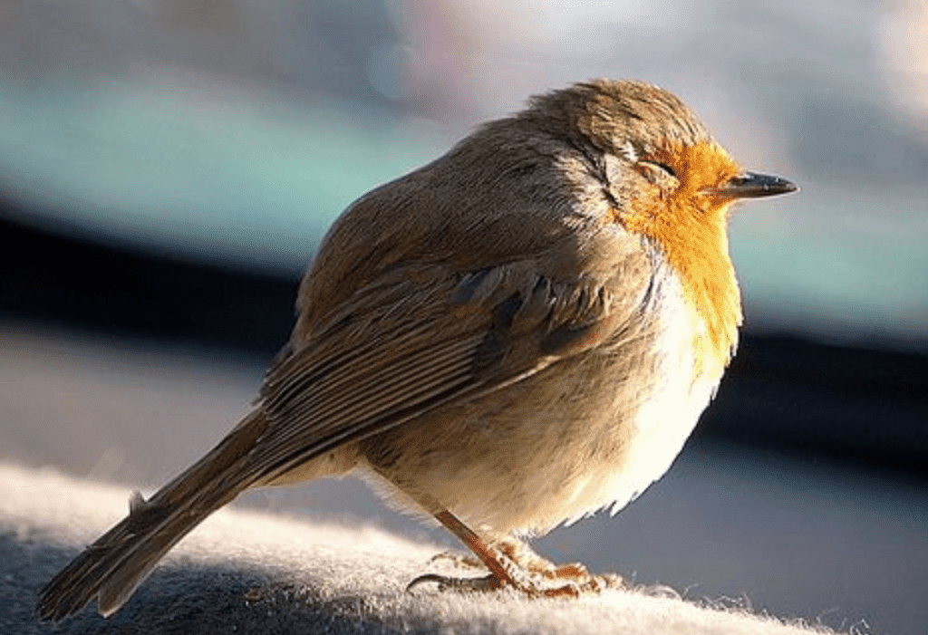 Where Do Robins Sleep at Night? (Trees? Nests?) Happy Birding