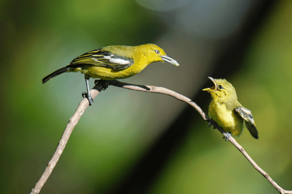 Baby birds typically leave the nest after 12-21 days, but the time