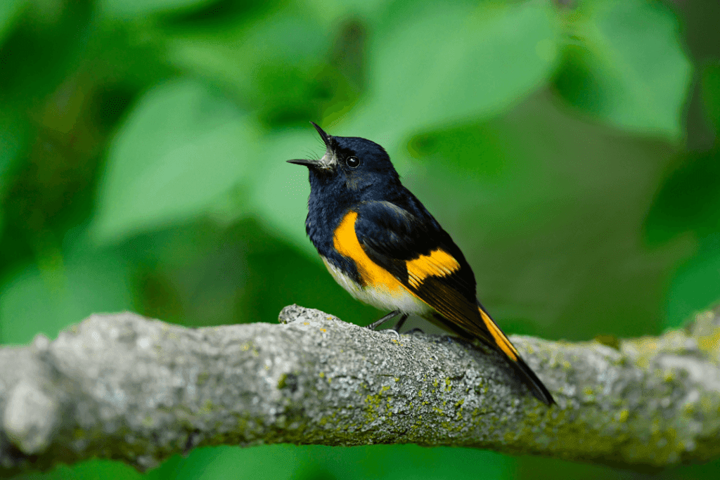 Orange and Black Birds – Facts, List, Pictures