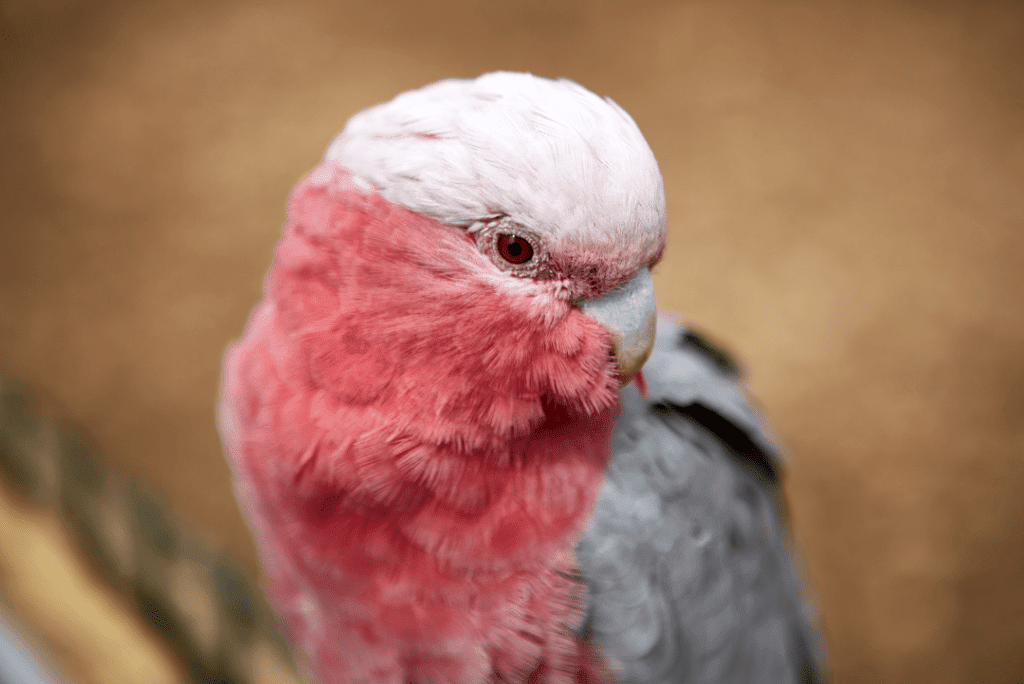 7-9 Inch Pink Goose Feathers 10 Light Rose Colored Bird