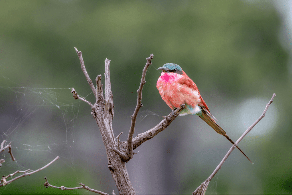 23 Beautiful Pink Birds! Detailed Information - Happy Birding