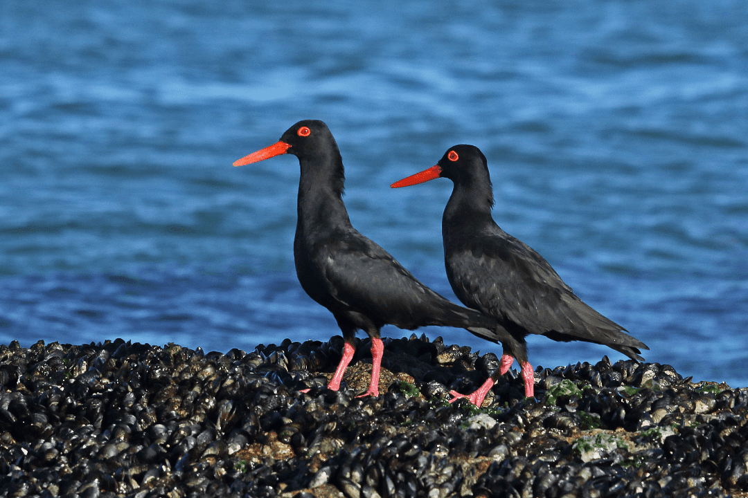 20 Black Birds With Orange Beaks With Photos Happy Birding   Untitled Design 2023 04 30T101357.868 