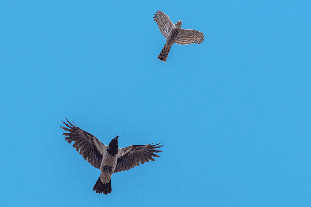 Why Do Crows Chase Hawks? The Crow and Hawk Tussle! - HB