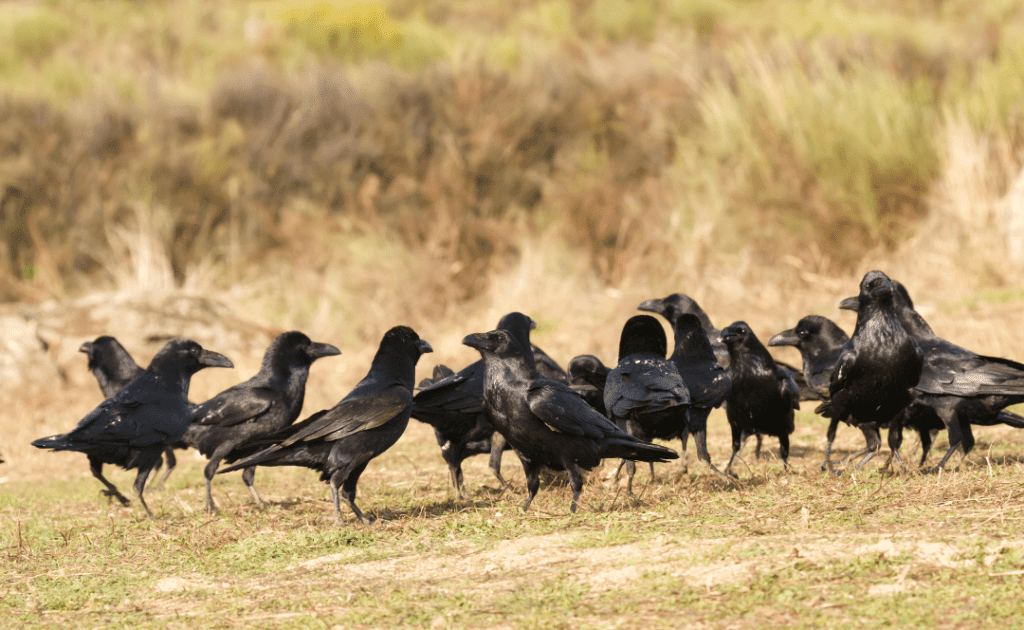 Why Do Crows Gather In Large Numbers? Safety?- Happy Birding