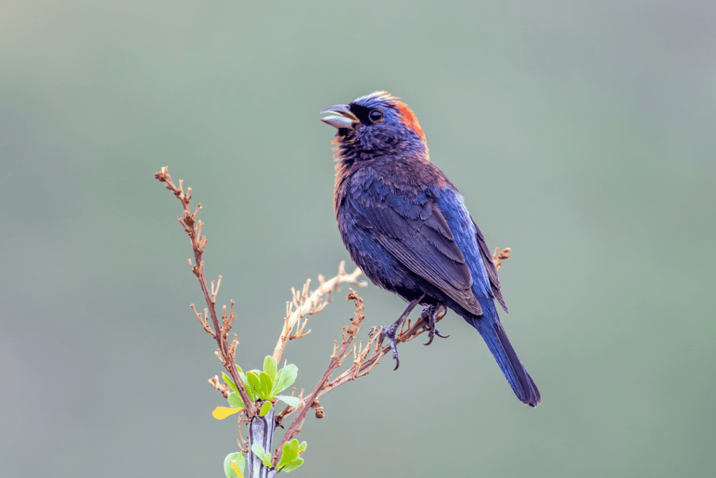 Swallow is a small bird with dark, glossy-blue back, red throat