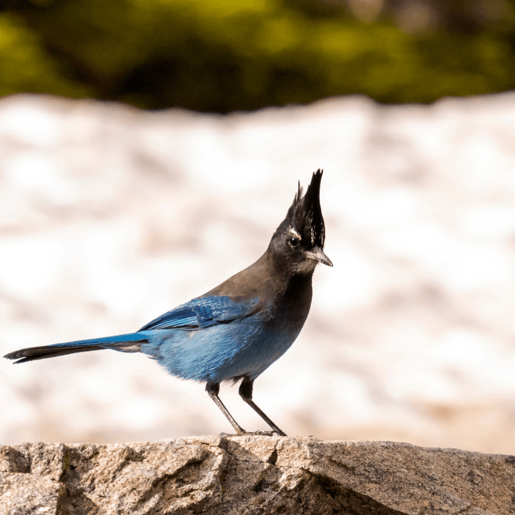 12 Most Beautiful Black And Blue Birds