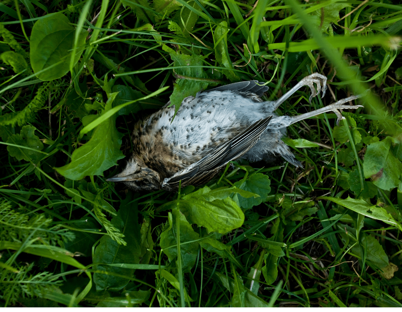 How to Tell if a Bird is Stunned or Dead (Save the Birds!) - Happy Birding