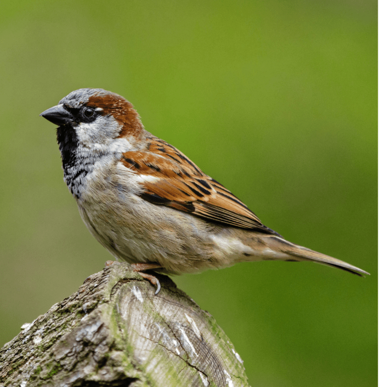 How Long Do Sparrows Live? Full Lifespan Guide! - Happy Birding