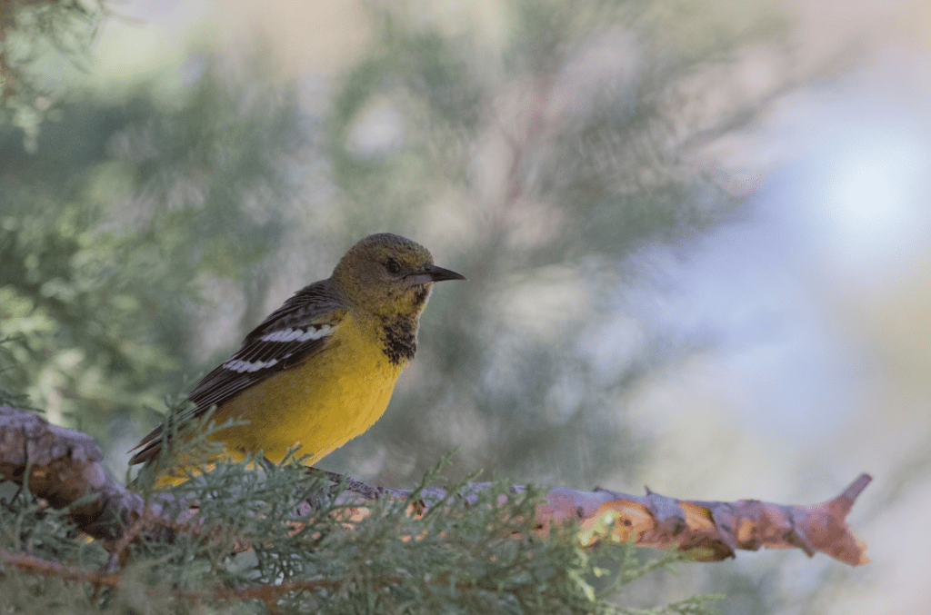 9 Types of Orioles in North America: ID Guide with Facts, Chart