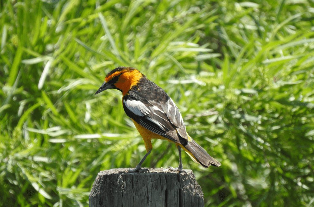 How to Identify Different Species of Orioles - Mosaic Birds Blog