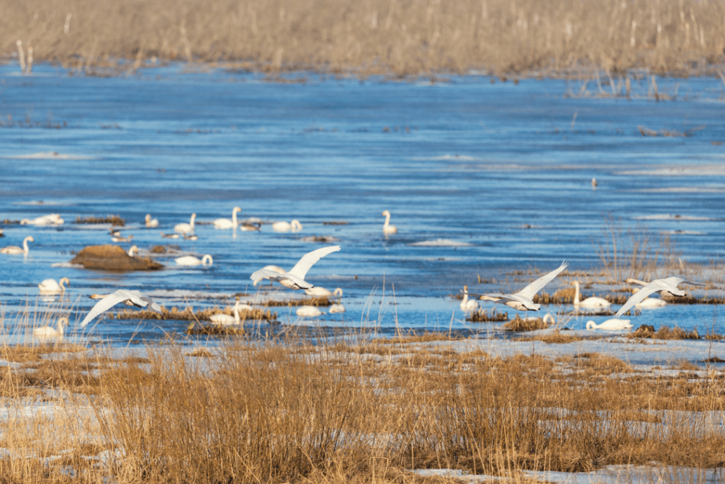 What is a Group of Swans Called? Is it a Bevy? - Happy Birding