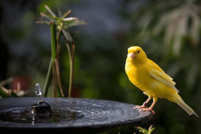 Best NonToxic Bird Bath Paint A Starter Guide For Newbies! Happy