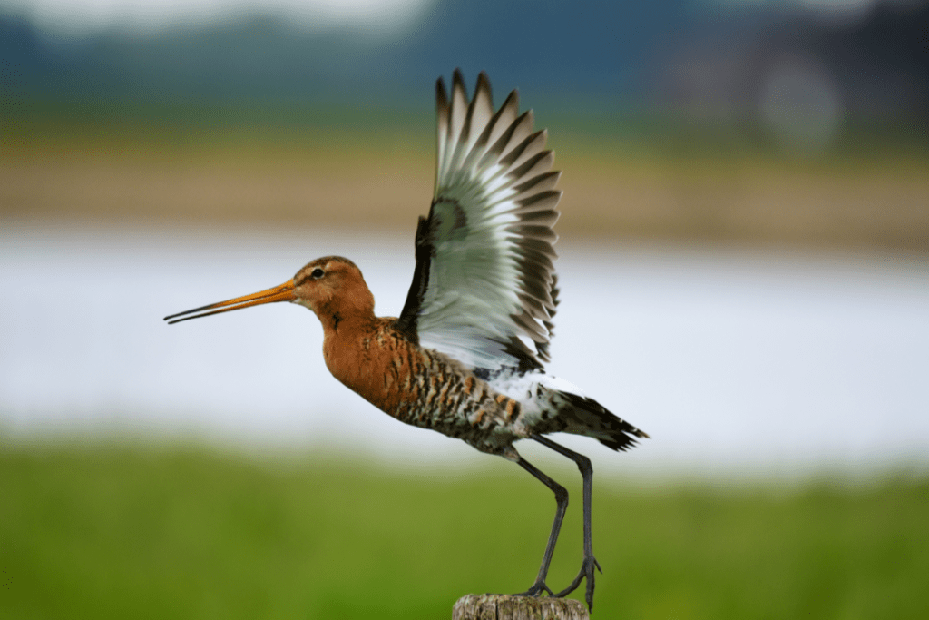 13 Small Birds With Long Beaks Happy Birding   Untitled Design 2023 06 04T143235.856 1024x683 