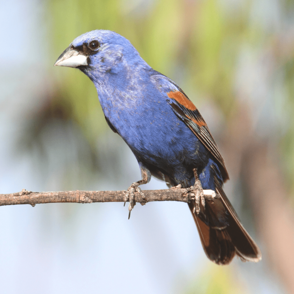 12 Most Beautiful Black And Blue Birds